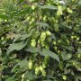 Humulus lupulus plant
